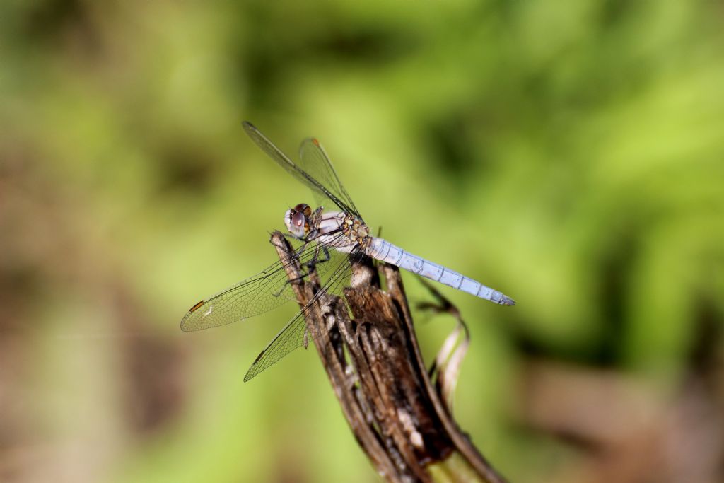 Orthetrum brunneum maschio e femmina credo!!